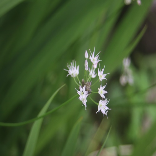 ノビルの花