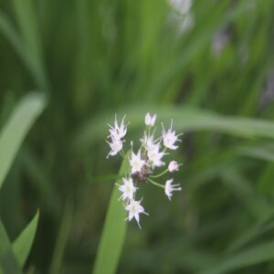 ノビルの花
