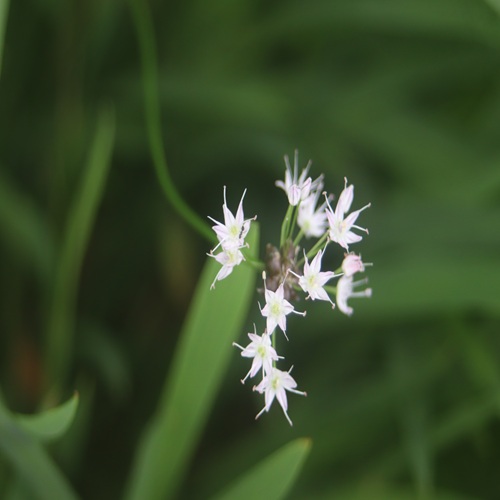 ノビルの花