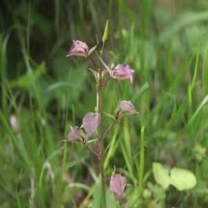スズムシソウの花