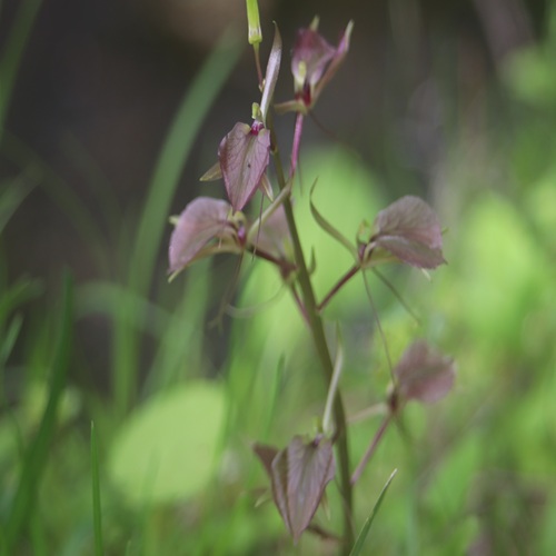 スズムシソウの花