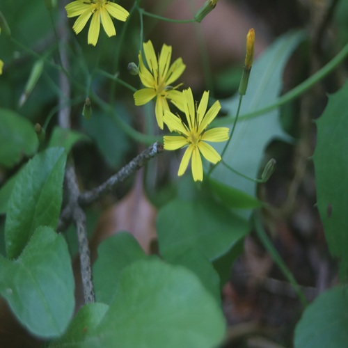 ハナニガナの花