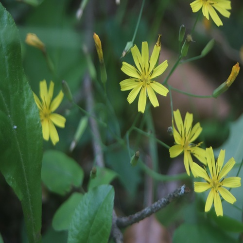 ハナニガナの花
