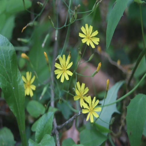 ハナニガナの花