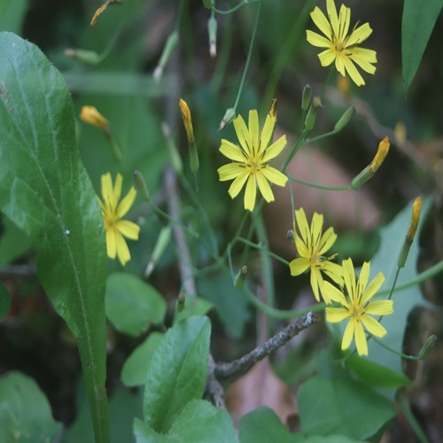 ハナニガナの花