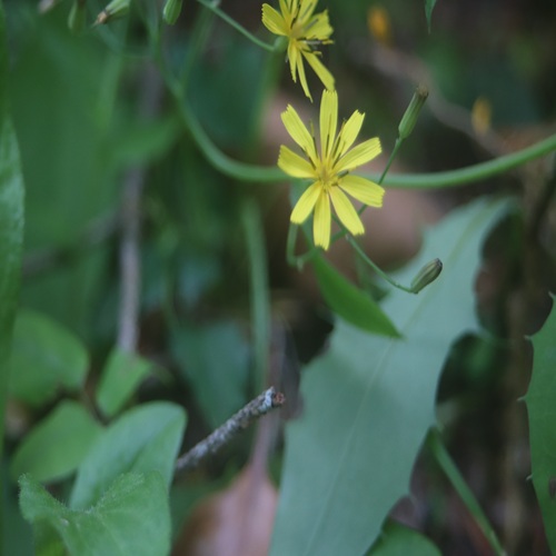 ハナニガナの花