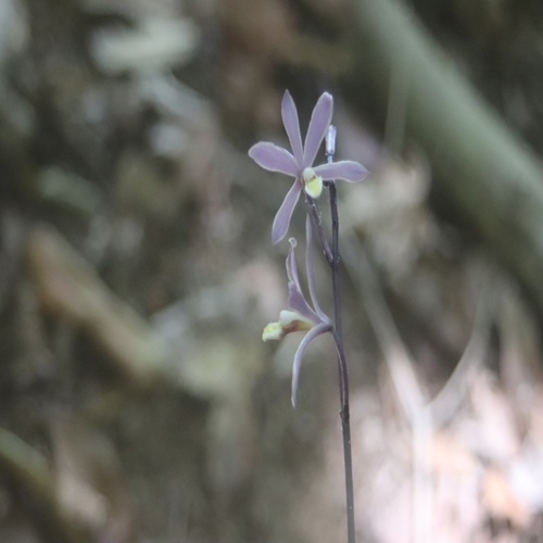 ムラサキムヨウランの花