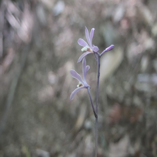 ムラサキムヨウランの花