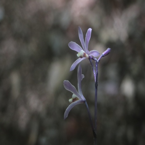 ムラサキムヨウランの花