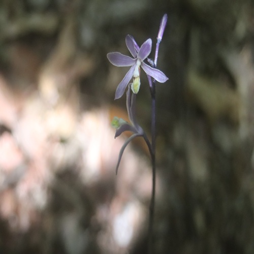 ムラサキムヨウランの花