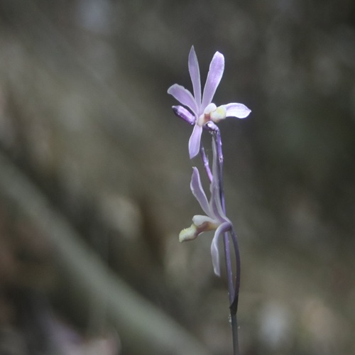 ムラサキムヨウランの花