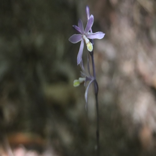 ムラサキムヨウランの花