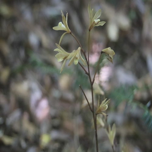 ムヨウランの花
