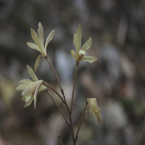 ムヨウランの花