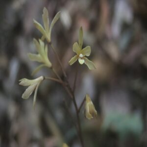 ムヨウランの花