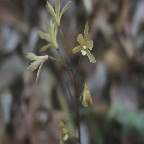 ムヨウランの花