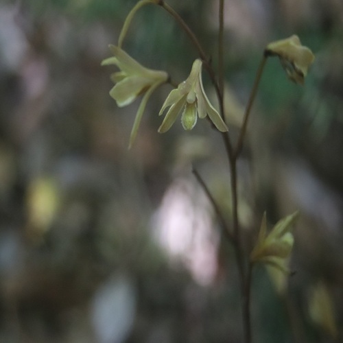 ムヨウランの花