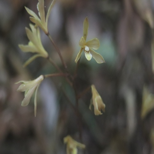 ムヨウランの花