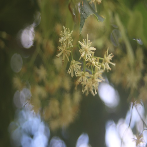 シナノキの花