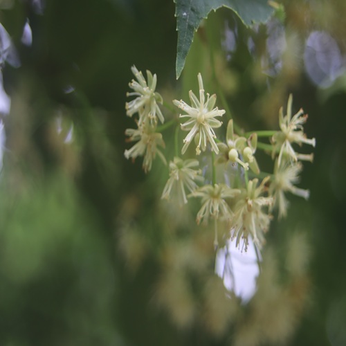 シナノキの花