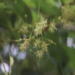 シナノキ
