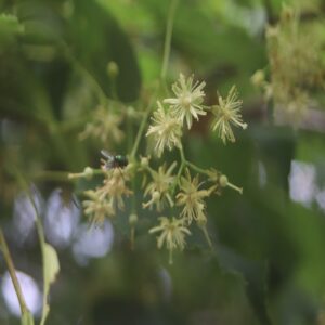 シナノキの花