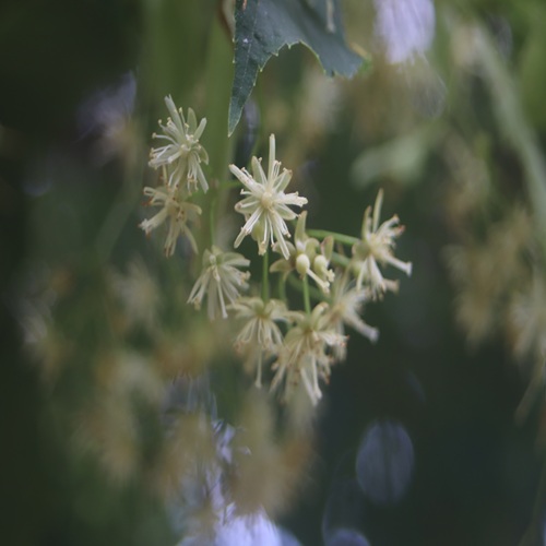 シナノキの花