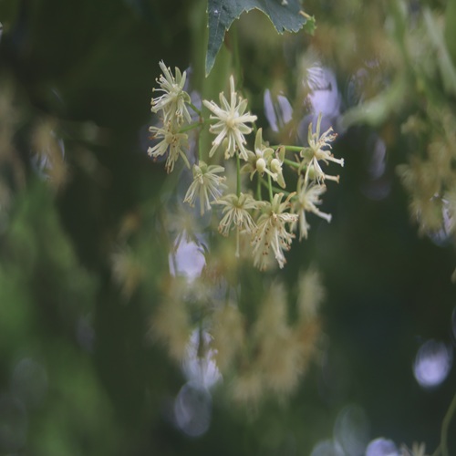 シナノキの花