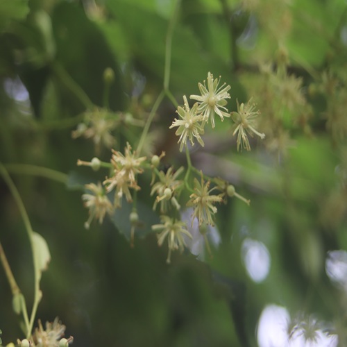 シナノキの花