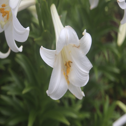 テッポウユリの花