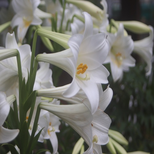テッポウユリの花