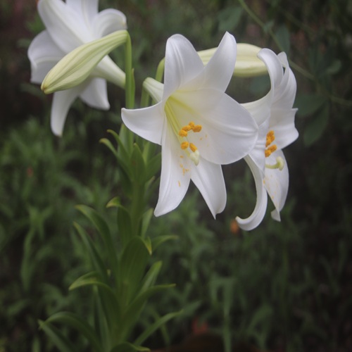 テッポウユリの花