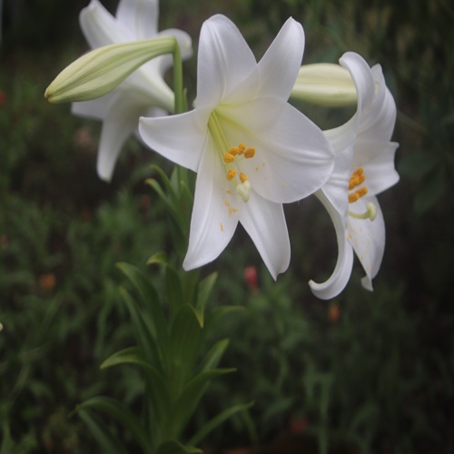 テッポウユリの花