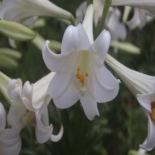 テッポウユリの花