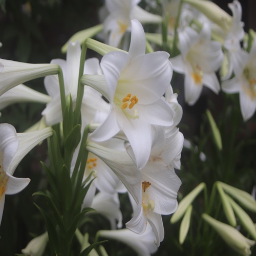 テッポウユリの花