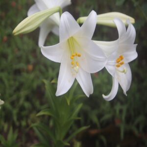 テッポウユリの花