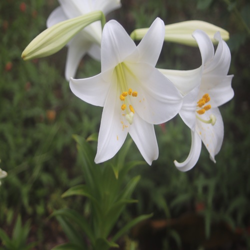 テッポウユリの花
