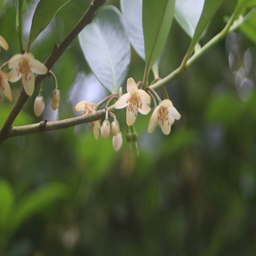 サカキの花