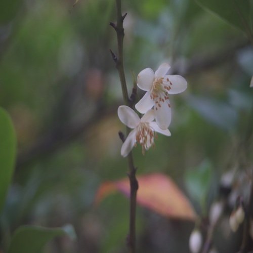 サカキの花