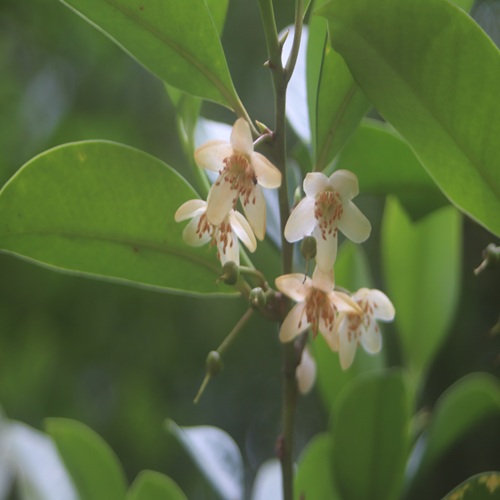 サカキの花