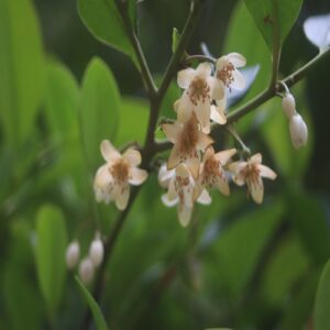 サカキの花