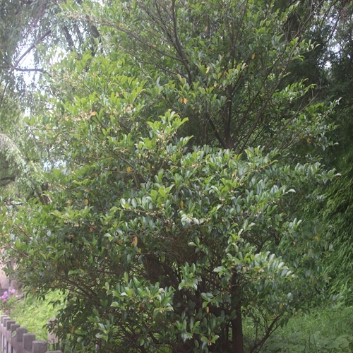 サカキの木の全体像