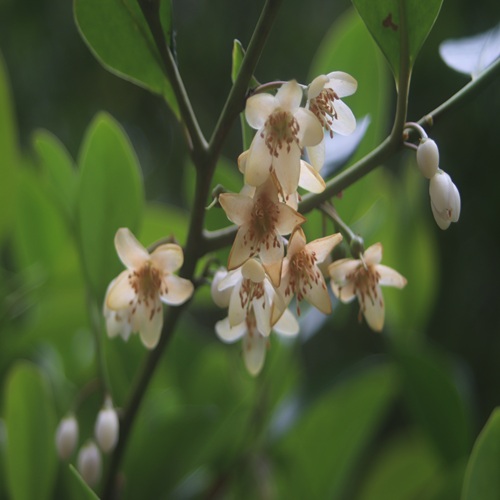 サカキの花