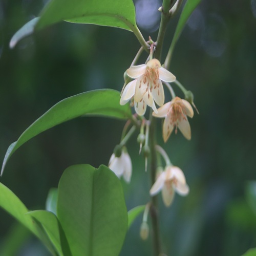 サカキの花