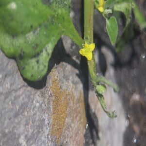 ツルナの花