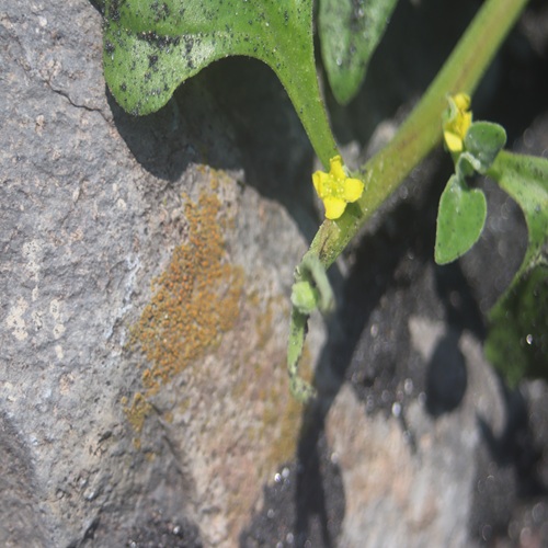 ツルナの花