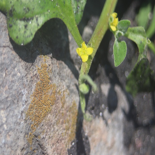 ツルナの花
