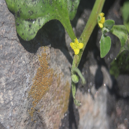 ツルナの花