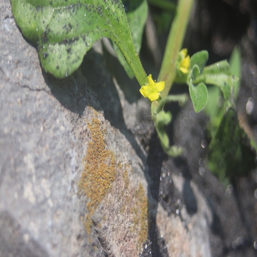 ツルナの花