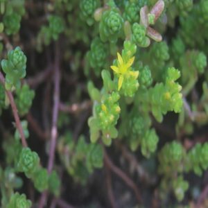 タイトゴメの花